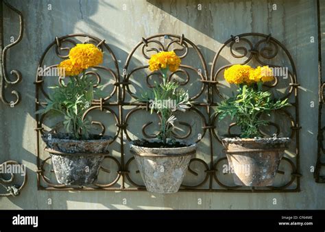 Container Gardening African Marigolds Growing In Pots Fixed To A