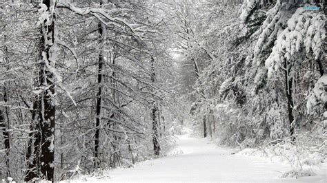 Dark Snowy Forest Wallpapers Top Free Dark Snowy Forest Backgrounds Wallpaperaccess