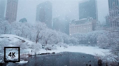 Snowfall In Central Park New York Walking In Central Park In The