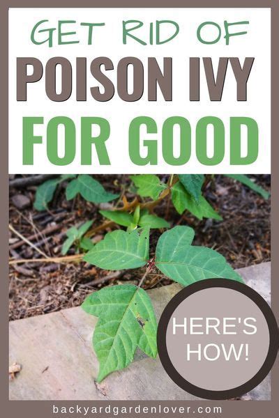 How to safely remove poison ivy from your garden. Pin on Garden Advice and DIY Projects