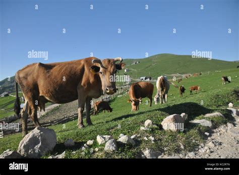 Grazing Cows In Georgia Lesser Caucasus Seasonal Village High In The