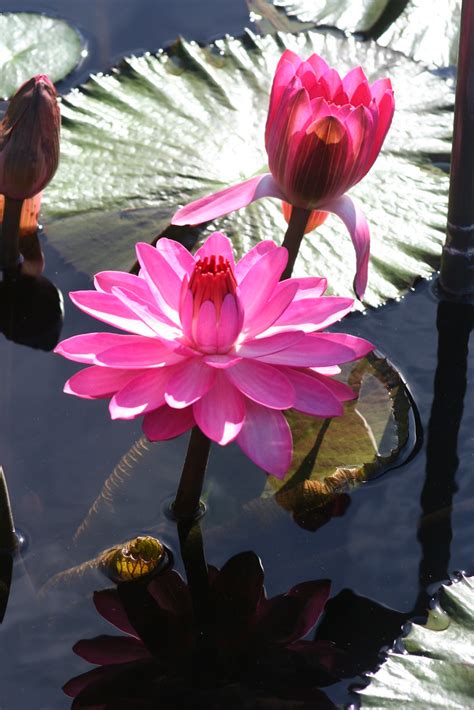 Pink Lily A Water Lily From Longwood Gardens In Kennett Sq Flickr