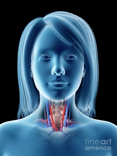 Throat Anatomy Photograph By Sebastian Kaulitzkiscience Photo Library