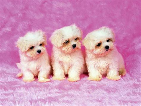 Puppy Backgrounds For Computer Wallpaper Cave