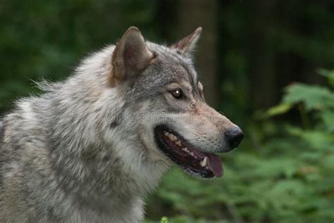 Wolf Headshot Stock Photo Image Of Canine Wolf Carnivore 72036036