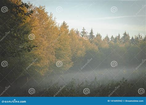 Edge Of Forest In Early Morning Golden Sunlight With Fog Rolling In