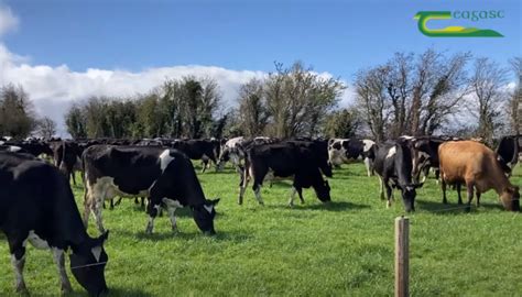 Dairy Sexed Semen Use In The Irish Dairy Industry Teagasc Agriculture And Food Development