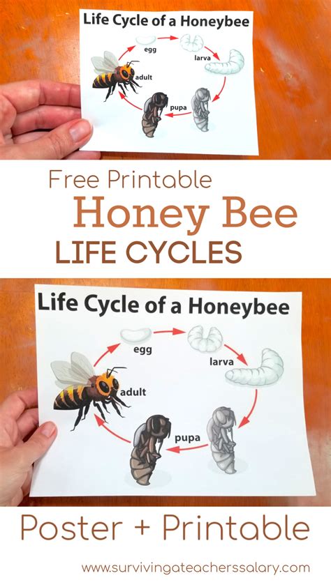 Free Bee Butterfly Life Cycle Printables Puzzles Bee Life Cycle