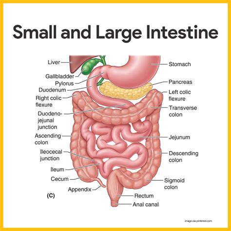 digestive system anatomy and physiology nurseslabs
