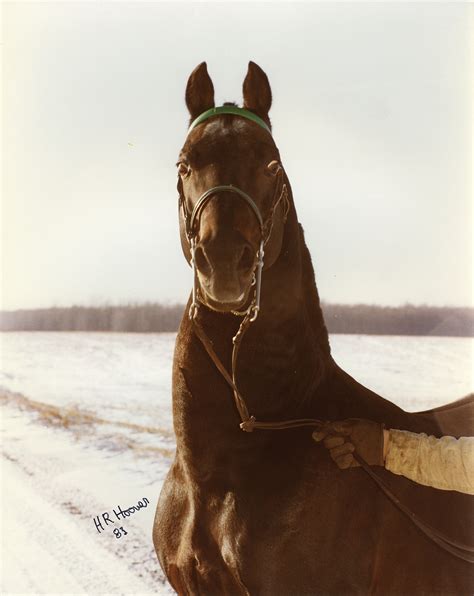 American Morgan Horse Association - Morgan Photo Archive
