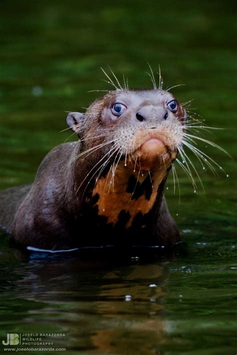 Joselo Barazorda Amazon Wildlife Photos And Tours Joselobarazorda