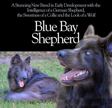 The blue bay shepherd is a new breed in progress that i have been working on for over 20 years. Sign in | German shepherd dogs, German shepherd puppies, Blue german shepherd