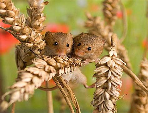 Field Mice Pair Field Wheat Mice Hd Wallpaper Peakpx