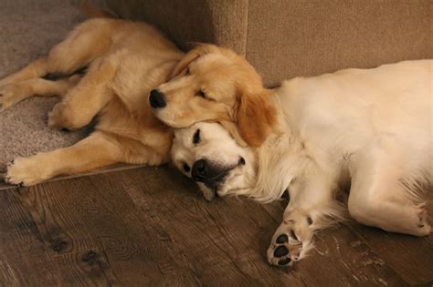 26 Heart Melting Pictures Of Golden Retriever Siblings Using Each Other