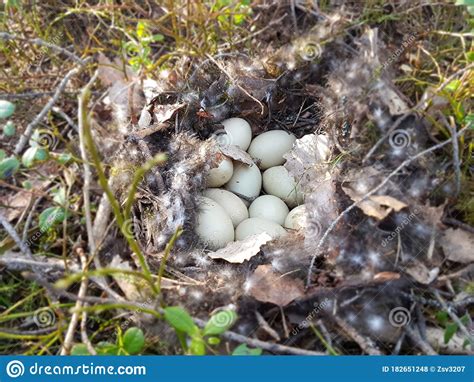 Nest With Grouse Eggs In The Woods Closeup Stock Photo Image Of