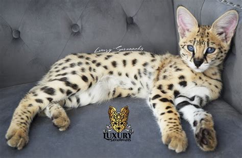 Available Savannah Kittens Luxury Savannahs