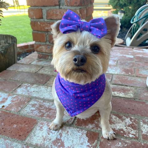 Dog Bandanas And Bows By Thekissingpooch On Etsy Yorkie Terrier