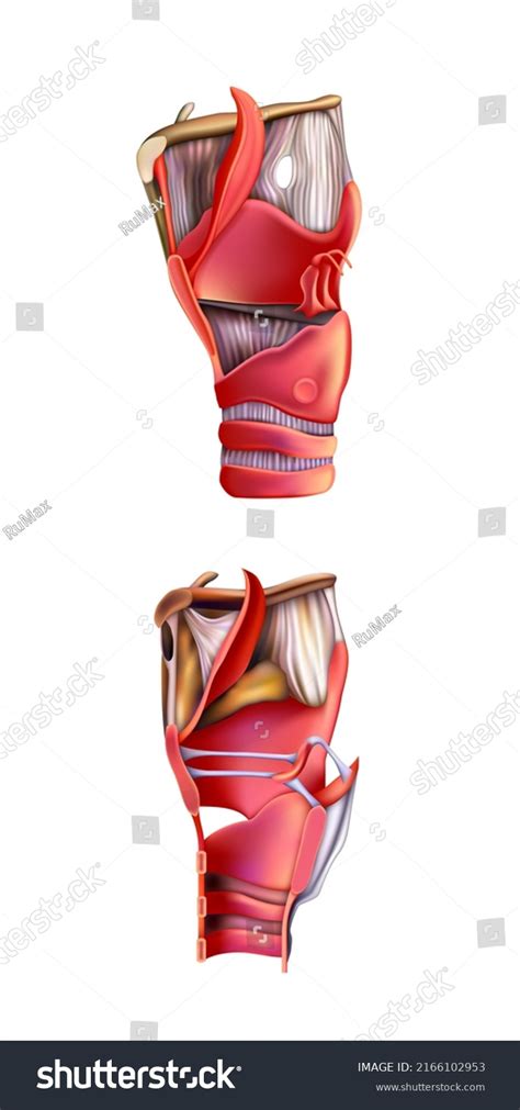 Human Anatomy Ligaments Laryngeal Cartilage On Stock Illustration