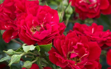 Red Drift Dwarf Rose Rose Drift Roses Ground Cover Roses