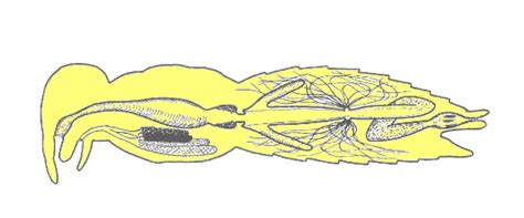 ENT 425 | General Entomology | Resource Library (Tutorials)