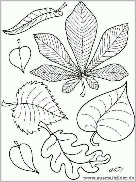 Weitere ideen zu herbarium vorlage, deckblatt, blätter. Erschwinglich Die Besten 25 Herbarium Vorlage Ideen Auf ...