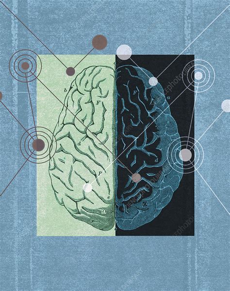 Diagram Of Left And Right Sides Of Brain Illustration Stock Image
