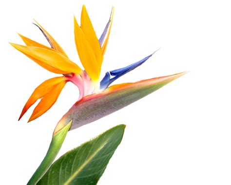Is Mexican Bird Of Paradise Poisonous To Dogs