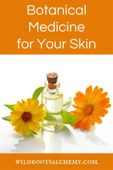 Botanical Medicine For Your Skin Wild Roots Alchemy