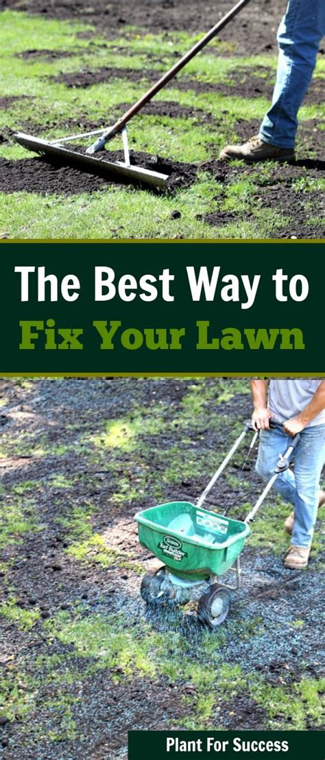 The Best Way To Fix Your Lawn Lawn Repair Lawn Renovation Lawn And