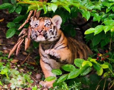 Siberian Tiger Cubs At Zurich Zoo Zooborns