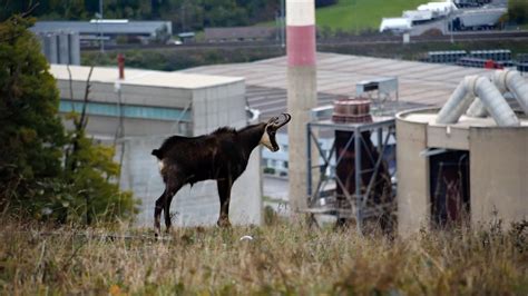 ZAD au Mormont: Derrière la colline, un monde à sauver ...