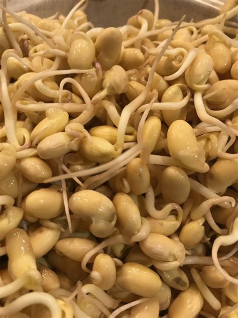 Soy Bean Organic Sprouting Seeds Weston Seed