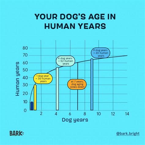 New Dog Age Calculator Reveals True Age In Human Years Dog Training