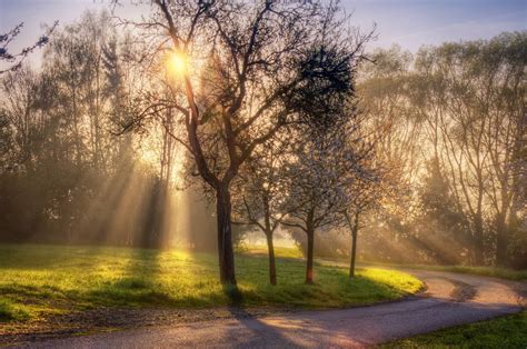 Light Rays Road Nature Spring Sun Phone Wallpapers