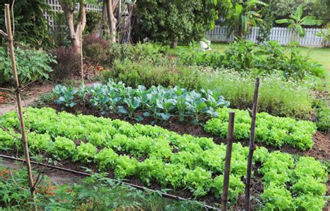 Backyard Vegetable Gardening In The Philippines Garden Design Ideas