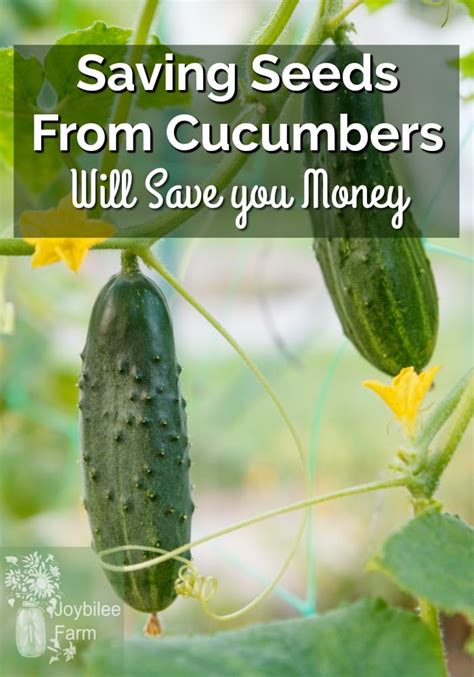 Check out these brilliant tips for how to grow cucumbers from seeds! Saving seeds from Cucumbers will save you money