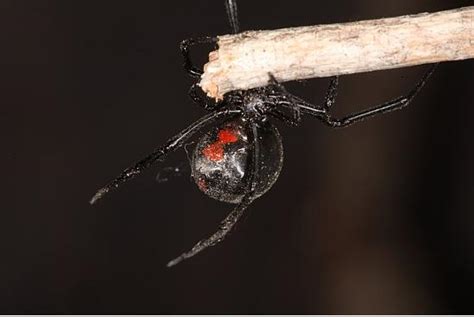 Learn more about the behavior of black widow spiders. black widow spider facts and pictures : Biological Science ...