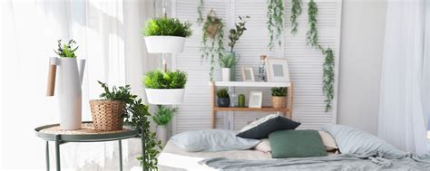 How To Choose The Living Room Plant Homebloginfo