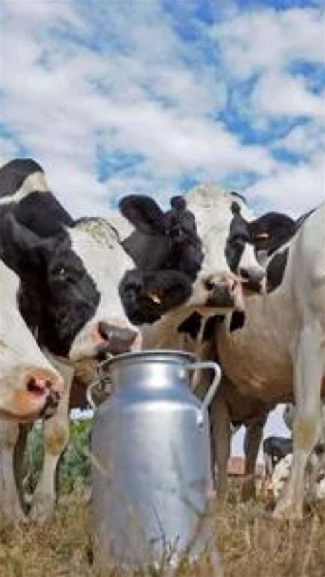 Milk Production ऐकाव ते नवलच गाणी ऐकवल्यास गायी म्हशी देतील जास्त दूध