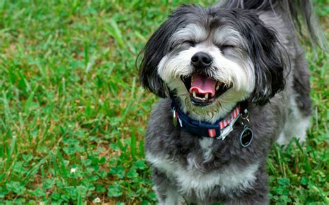 49 Funny Pictures Of Animals Laughing Will Brighten Up Your Day Page