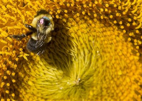 Learn about the biology topic plant reproduction in this free and fun science study guide! Study: Bumble Bee Disease, Reproduction Shaped by ...