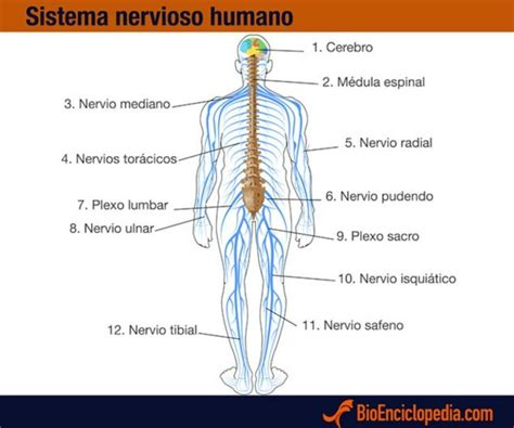 Sistema Nervioso Humano Características Componentes Y Funcionamiento
