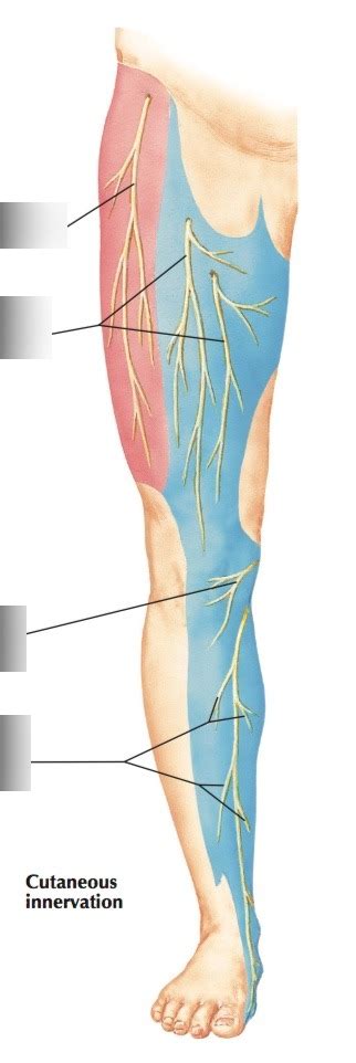 Femoral Nerve And Lateral Cutaneous Nerve Of Thigh Diagram Quizlet
