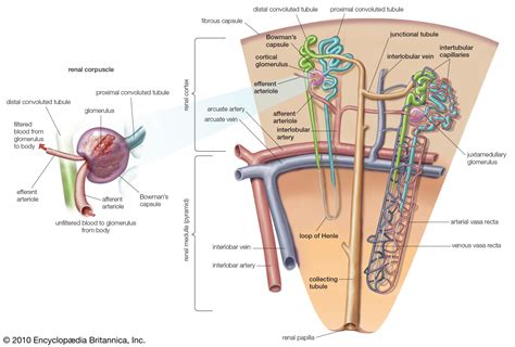 Bowmans Capsule Description Anatomy And Function
