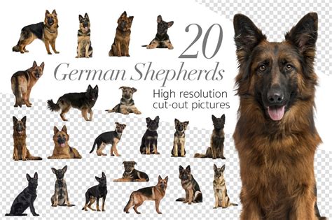 Learn europe's countries, capitals and landscapes through these games! 20 German Shepherds - Cut-out Pics ~ Graphic Objects ~ Creative Market