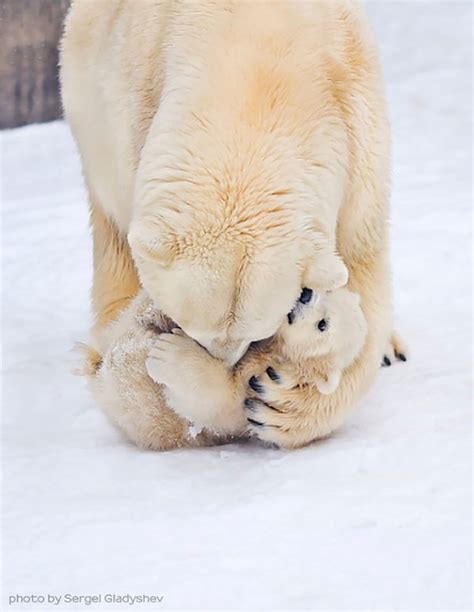 22 Un Bear Ably Cute Momma Bears Teaching Their Teddy Bears How To Bear