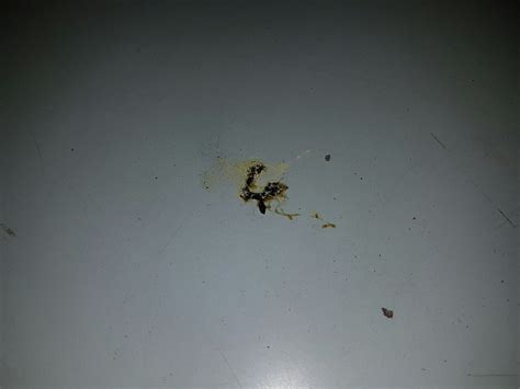 Fotos De Fezes De Escorpiao