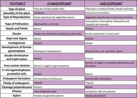 Differences Between Gymnosperm And Angiosperm Hot Sex Picture
