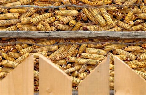 Dry Corncob Pile On A Farm Stock Photo Image Of Golden 13957070