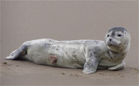 Marine Mammal Experts Remind Public Not To Disturb Seal Pups On Beaches